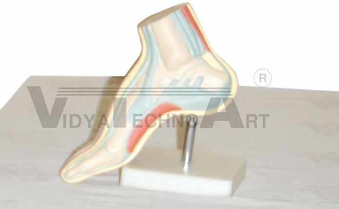 Human Foot Pharmaceutical and Anatomical Model Gifts